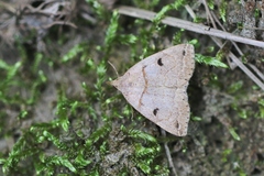 Zanclognatha laevigata