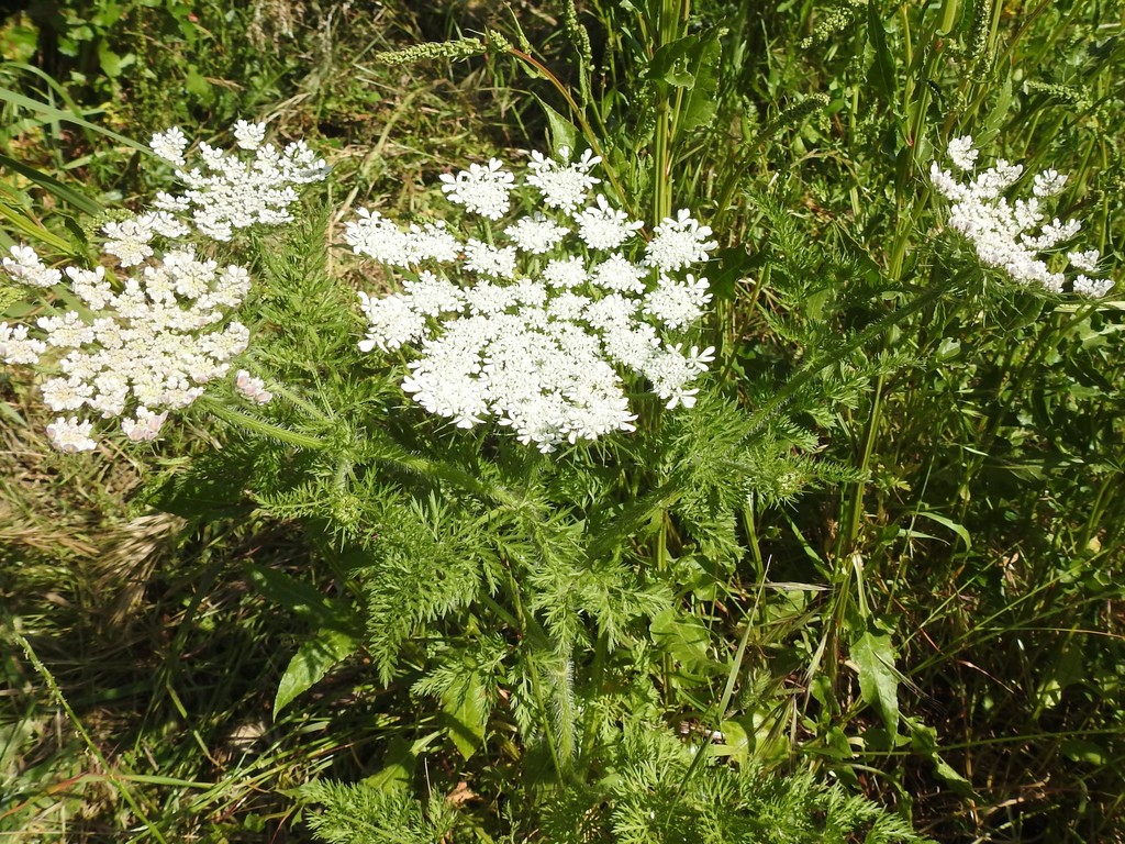 Mediterranean Carrot