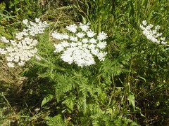 Daucus muricatus