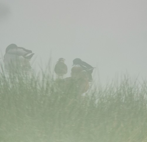 Canard souchet, mâle