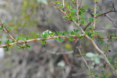 Calliandra haematomma