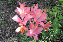 Alstroemeria ligtu incarnata