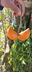 Tabernaemontana litoralis