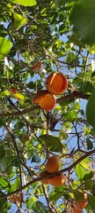 Tabernaemontana litoralis