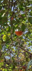 Tabernaemontana litoralis