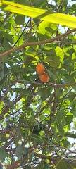 Tabernaemontana litoralis