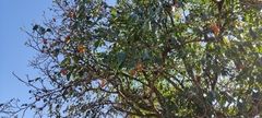 Tabernaemontana litoralis