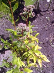 Hylotelephium telephium fabaria