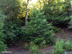 Austrocedrus chilensis