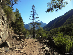 Austrocedrus chilensis