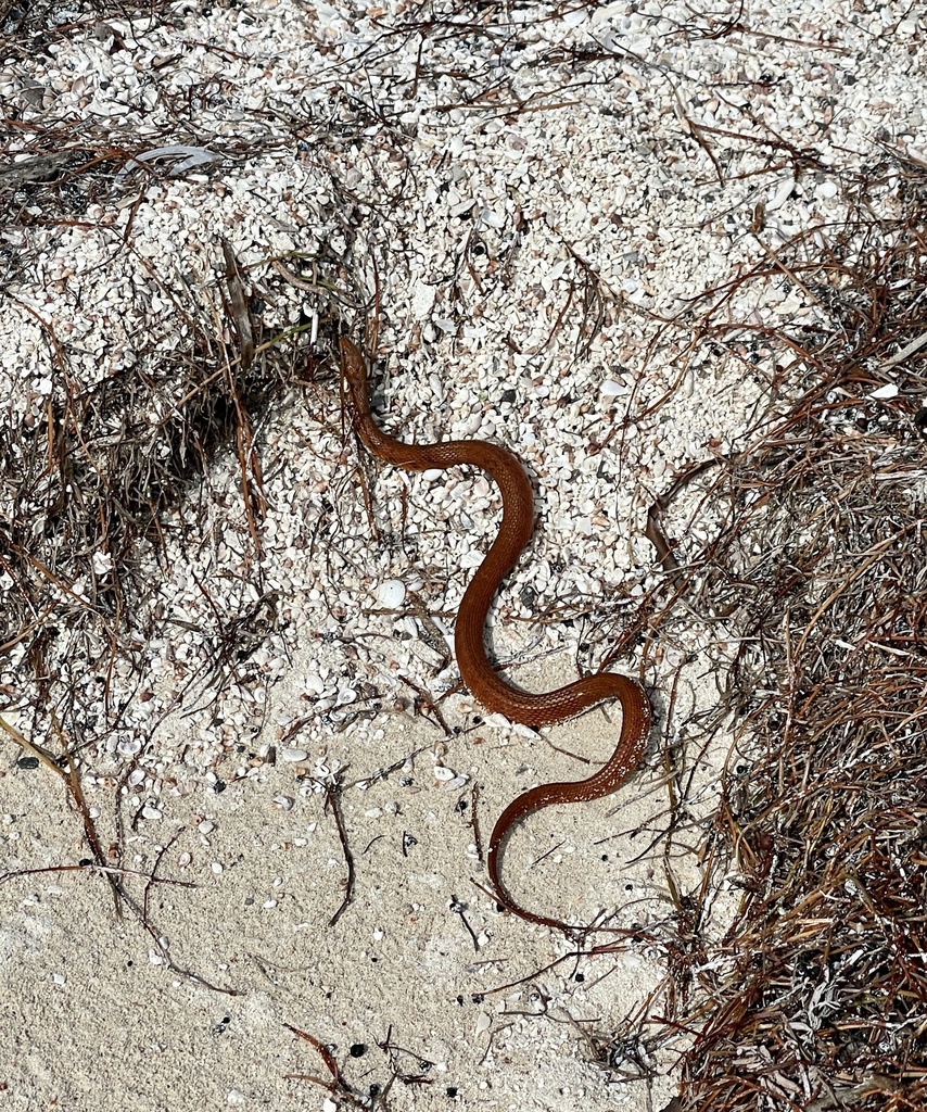 Atlantic Saltmarsh Snake