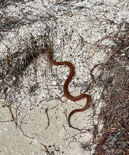 Atlantic Saltmarsh Snake