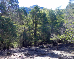 Austrocedrus chilensis