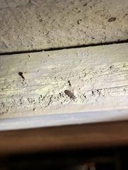Bitoma insularis