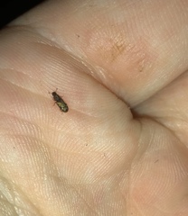 Bitoma insularis