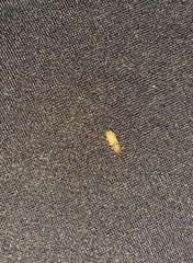 Bitoma insularis