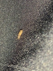 Bitoma insularis