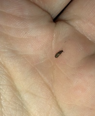 Bitoma insularis