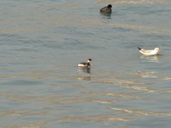 Podiceps nigricollis