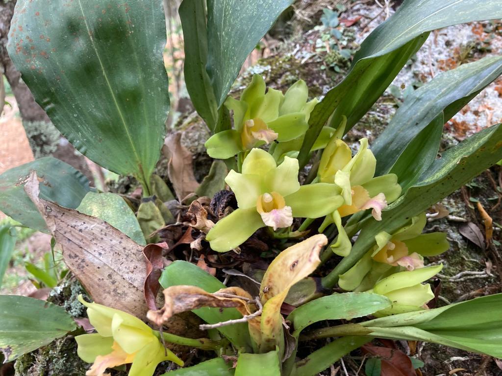 Bifrenaria inodora