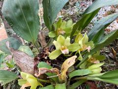 Bifrenaria inodora