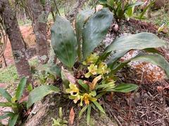 Bifrenaria inodora