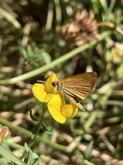 Ancyloxypha nitedula