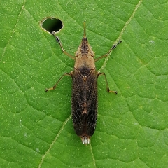 Raphirhinus phosphoreus