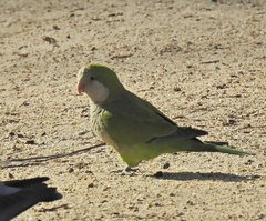 Myiopsitta monachus