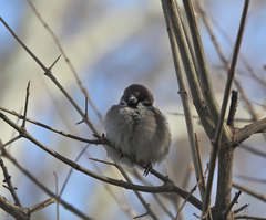 Passer montanus