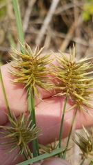 Cyperus retroflexus