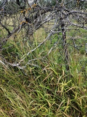 Paspalum hartwegianum