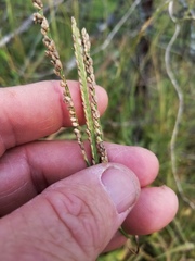 Paspalum hartwegianum