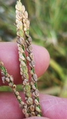 Paspalum hartwegianum