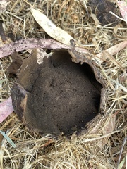 Mycenastrum corium