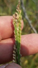 Paspalum hartwegianum