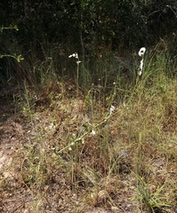 Froelichia latifolia