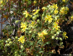 Balbisia gracilis