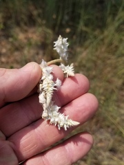Froelichia latifolia