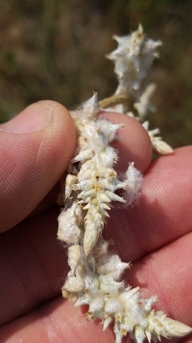 Broadleaf Snake Cotton (Froelichia latifolia)