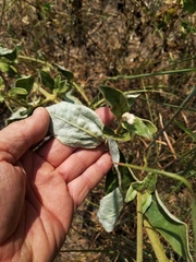 Froelichia latifolia