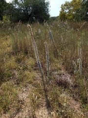 Liatris carrizana