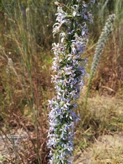 Liatris carrizana