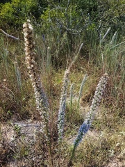 Liatris carrizana