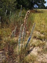 Liatris carrizana