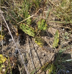 Opuntia leptocarpa