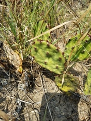 Opuntia leptocarpa