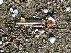 Ensis minor