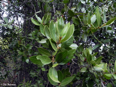 Beilschmiedia berteroana