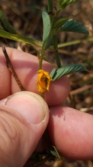 Chamaecrista calycioides